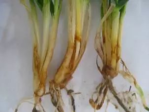 今年小麥起身期與拔節(jié)期管理
