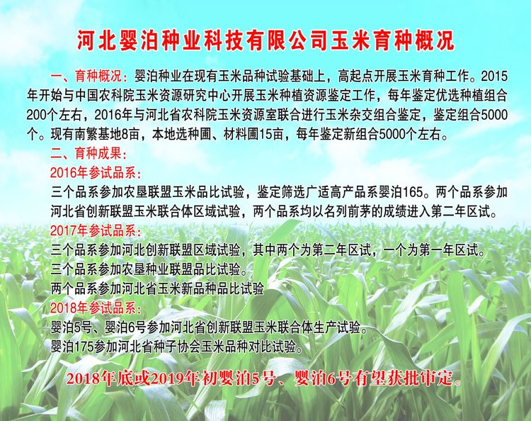 嬰泊種業小麥觀摩會首次全景展示嬰泊實力