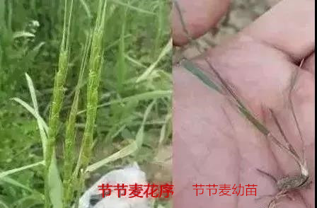 節(jié)節(jié)麥不用怕，節(jié)節(jié)麥怎么防，什么時間打，怎么打效果好？（附注意事項）