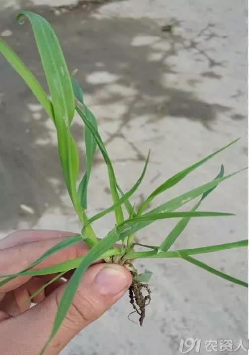 麥田雜草識別及化學除草指南，全面！