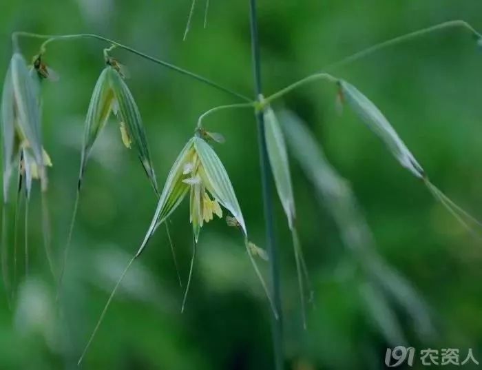 麥田雜草識別及化學除草指南，全面！