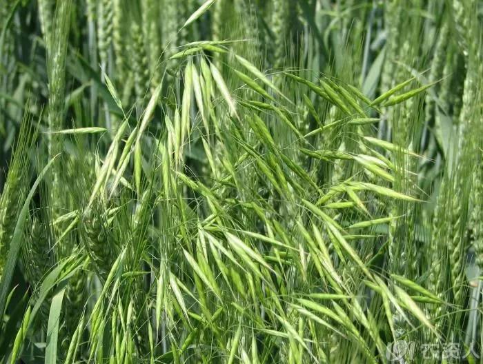 麥田雜草識別及化學除草指南，全面！