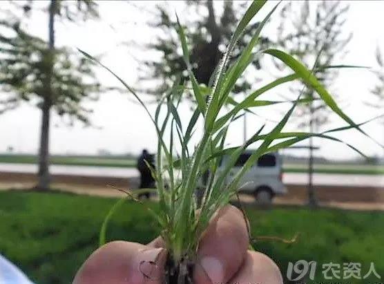 麥田雜草識別及化學除草指南，全面！