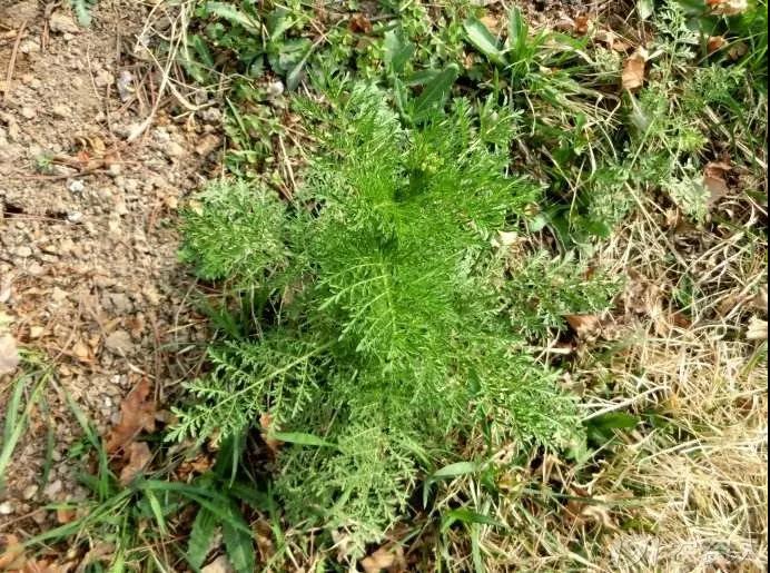 麥田雜草識別及化學除草指南，全面！
