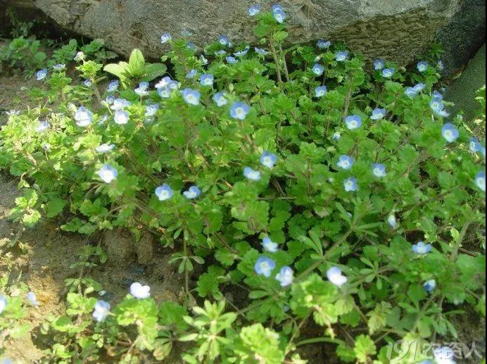 麥田雜草識別及化學除草指南，全面！