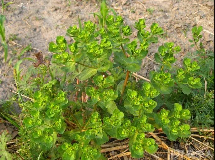 麥田雜草識別及化學除草指南，全面！