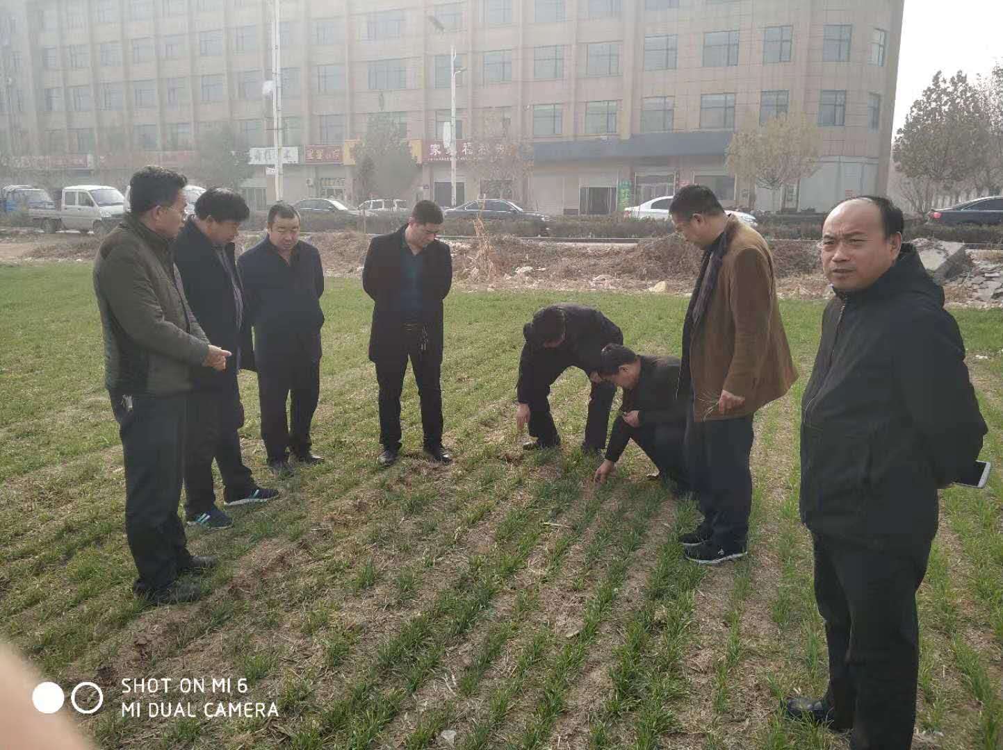 國(guó)審小麥?zhǔn)?6（國(guó)審麥20180052）落戶河北嬰泊種業(yè)科技有限公司