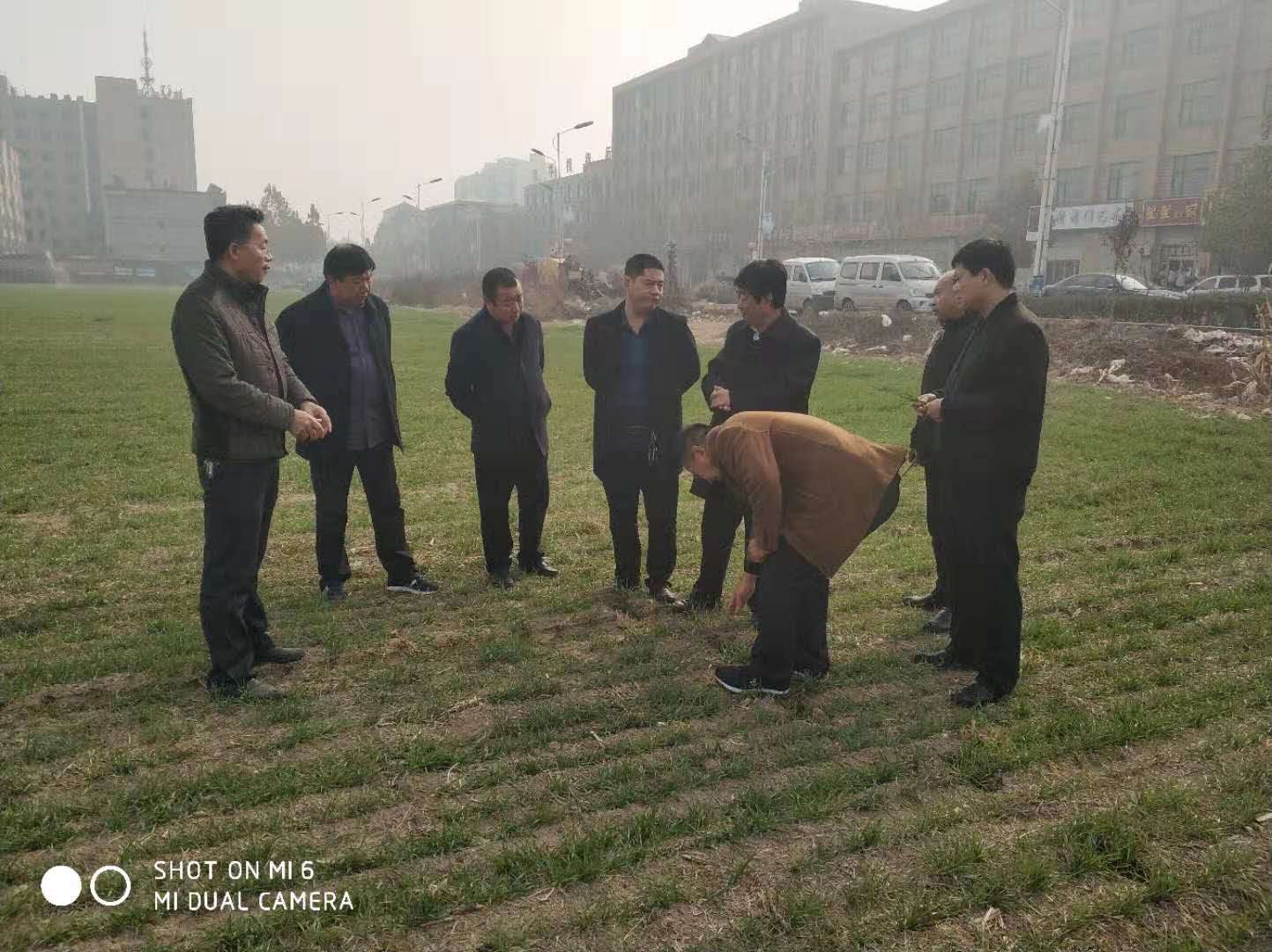 國(guó)審小麥?zhǔn)?6（國(guó)審麥20180052）落戶河北嬰泊種業(yè)科技有限公司