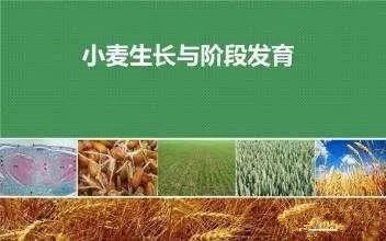 【警惕】農(nóng)業(yè)或又遇厄爾尼諾，暖冬對小麥影響幾許？