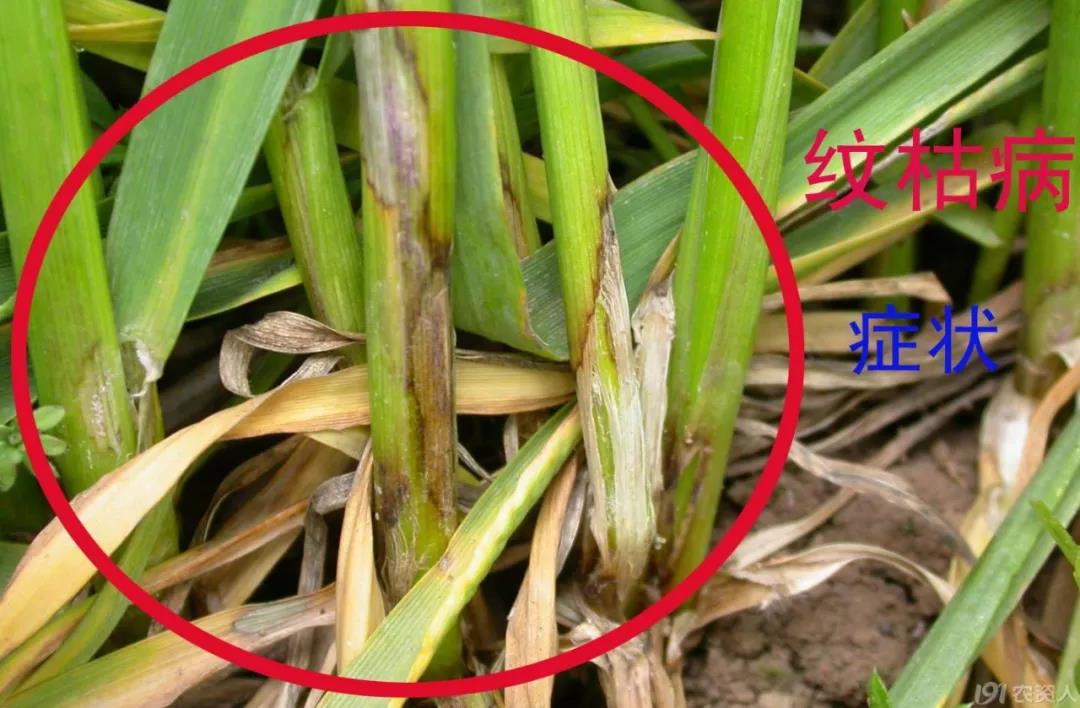 小麥后期管理高產(chǎn)關(guān)鍵技術(shù)