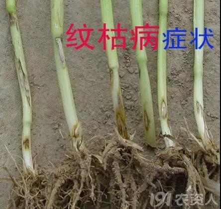小麥后期管理高產(chǎn)關(guān)鍵技術(shù)