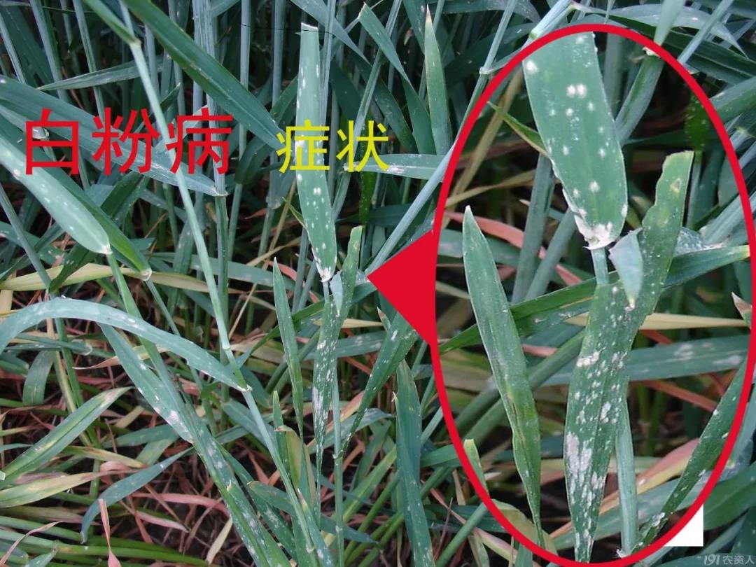 小麥后期管理高產(chǎn)關(guān)鍵技術(shù)