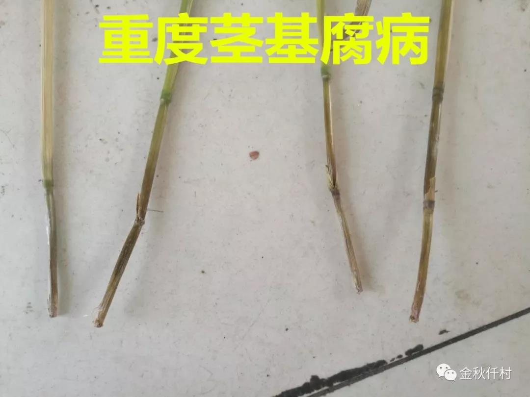 小麥旗葉干尖又來了，原因你知道幾個?  