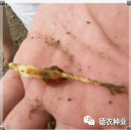 玉米不出苗，種下去粉籽、爛籽了啥原因？